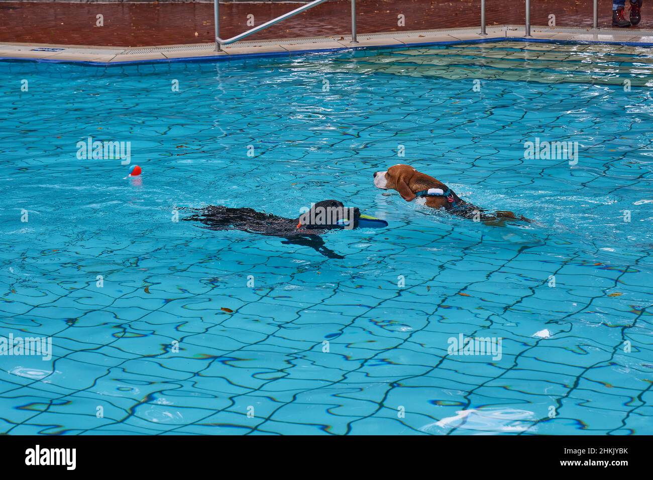 two dogs at Dog Swim in an open-air bath, Germany Stock Photo