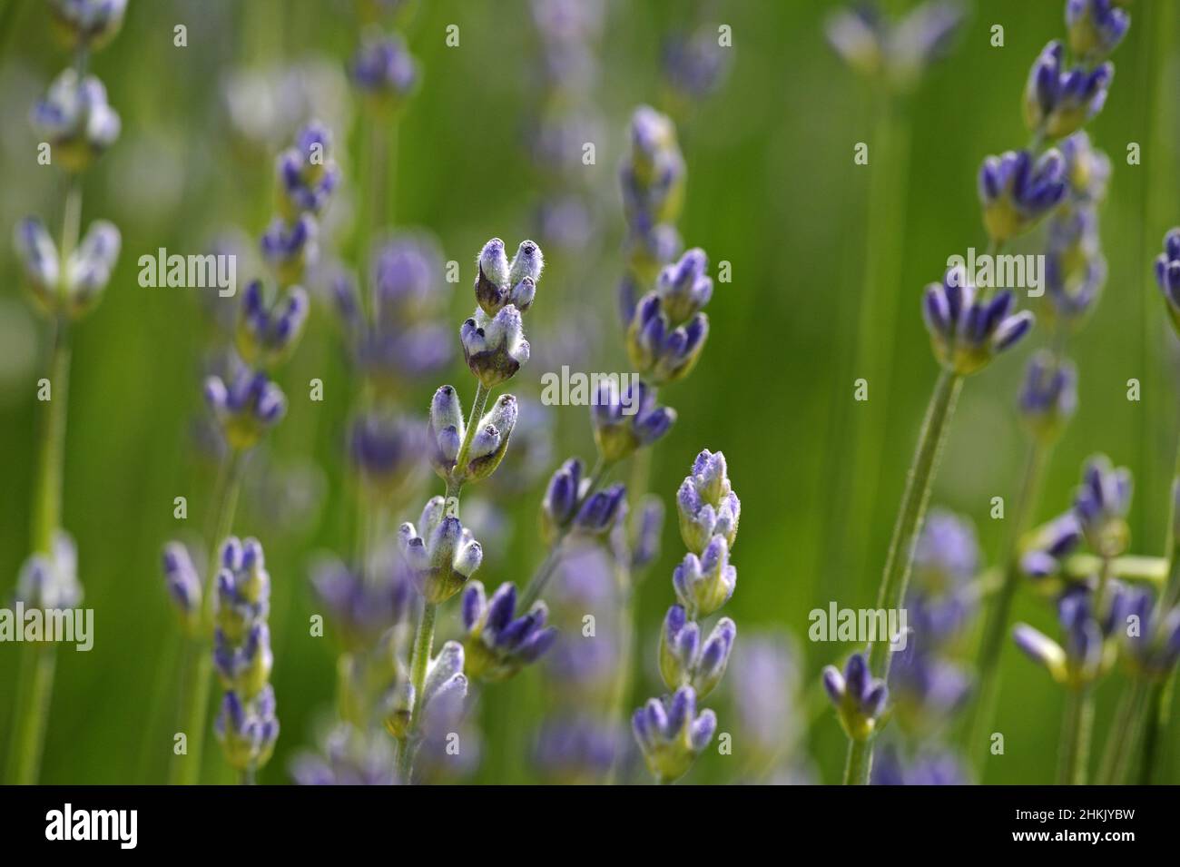 English lavender (Lavandula angustifolia, Lavandula officinalis), in bud Stock Photo
