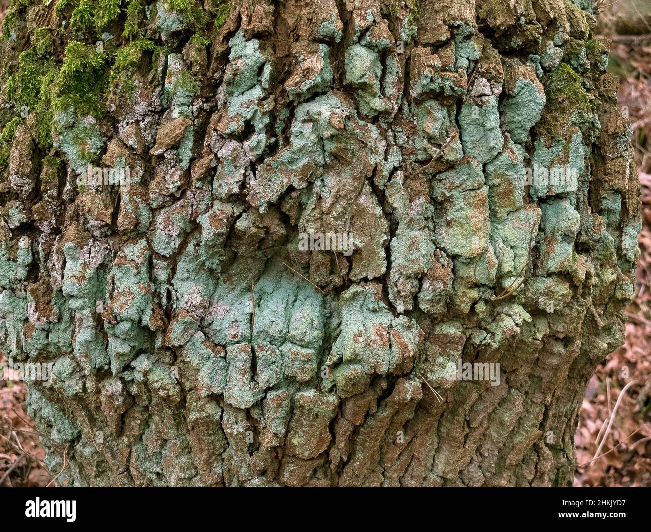 oak (Quercus spec.), old oak trunk with moss and lichens, Germany, Lower Saxony Stock Photo