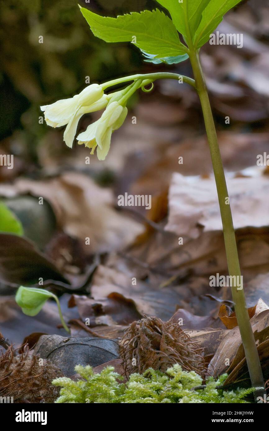 Coralroot, Bulb-bearing toothwort (Cardamine enneaphyllos, Dentaria enneaphyllos), flowers, Germany, Bavaria, Murnauer Moos Stock Photo