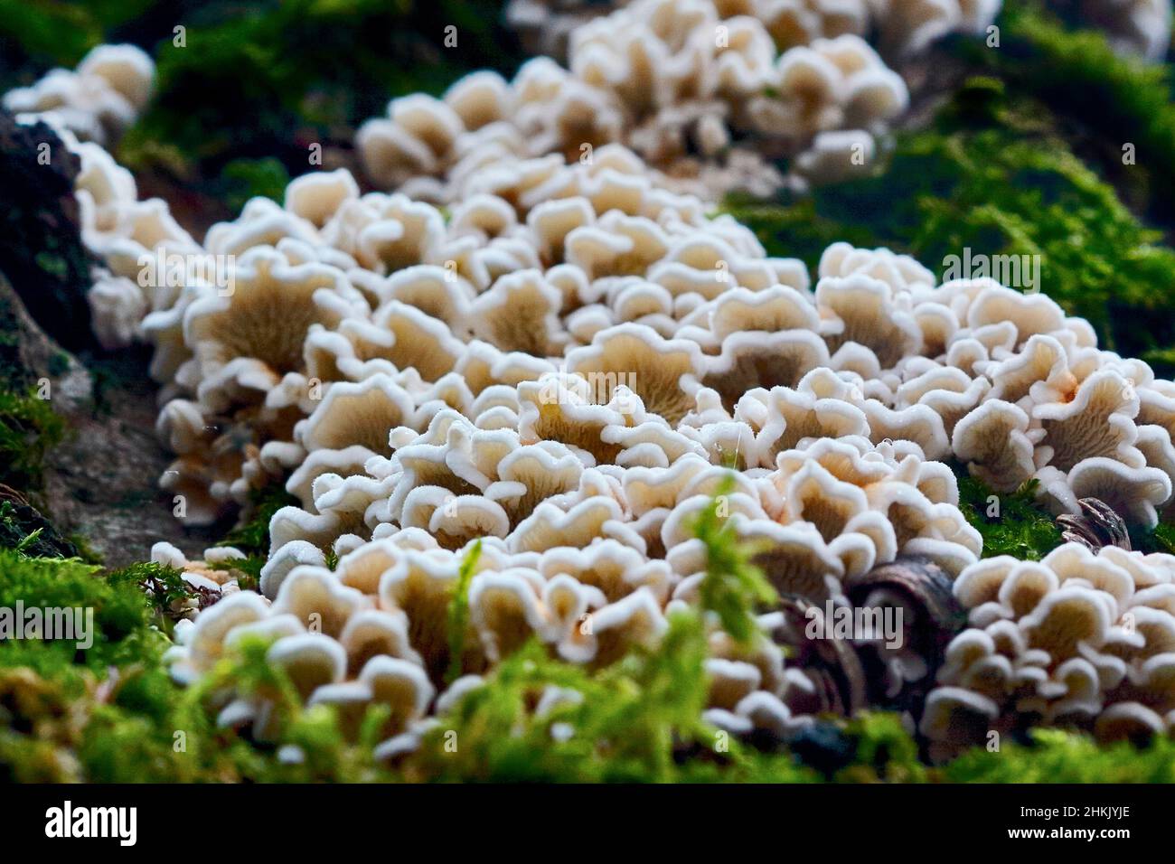 Crimped gill (Plicaturopsis crispa, Plicatura crispa, Plicatura faginea ...