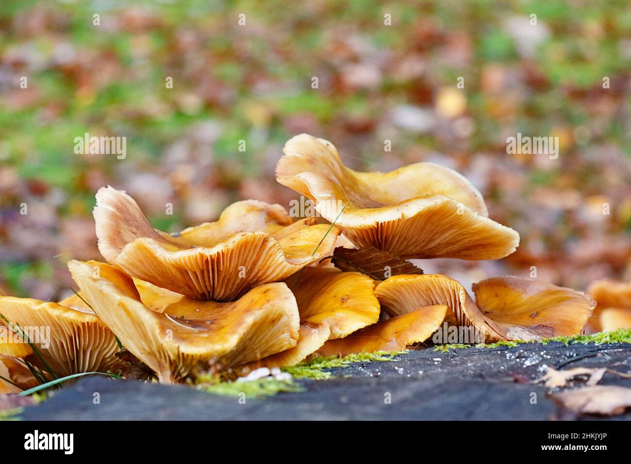 honey fungus (Armillaria mellea), fruiting bodies at a tree snag, Germany, North Rhine-Westphalia Stock Photo
