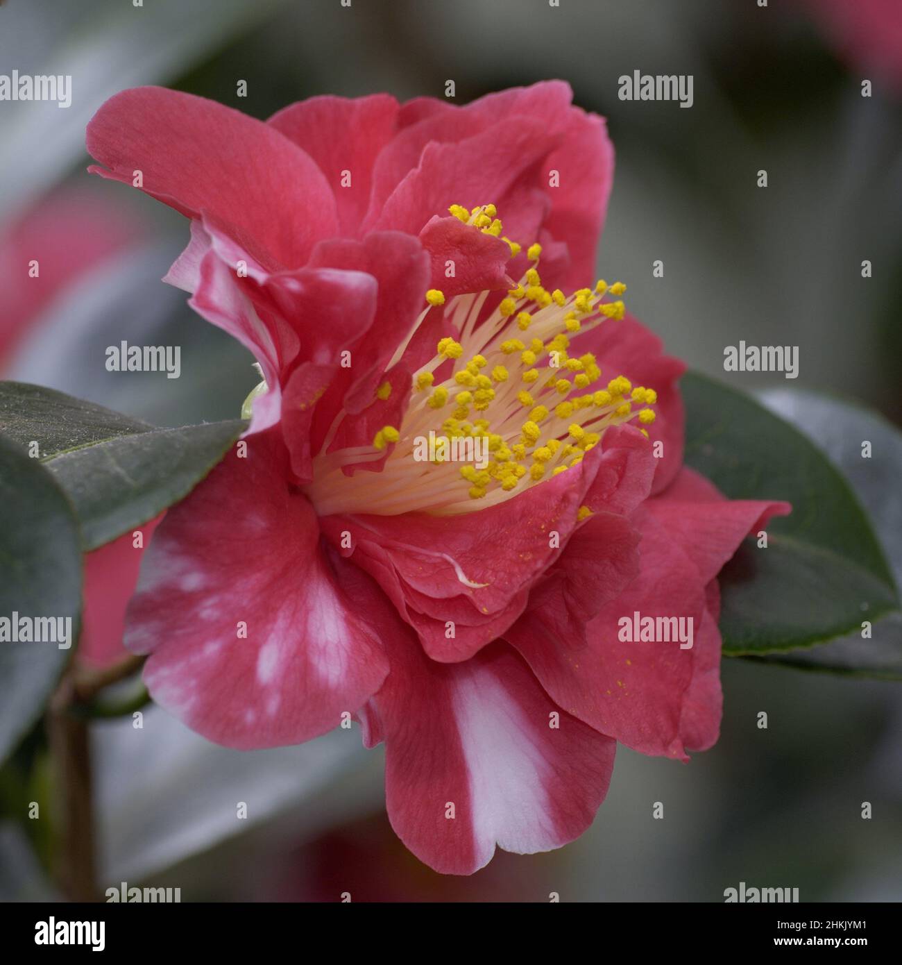 Japanese camellia (Camellia japonica), single flower Stock Photo