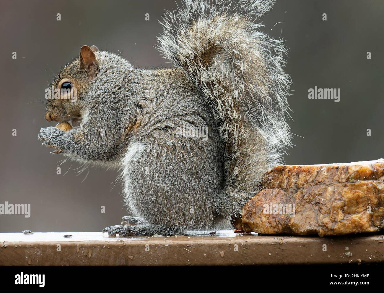 Squirrel on the deck with a peanut Stock Photo Alamy