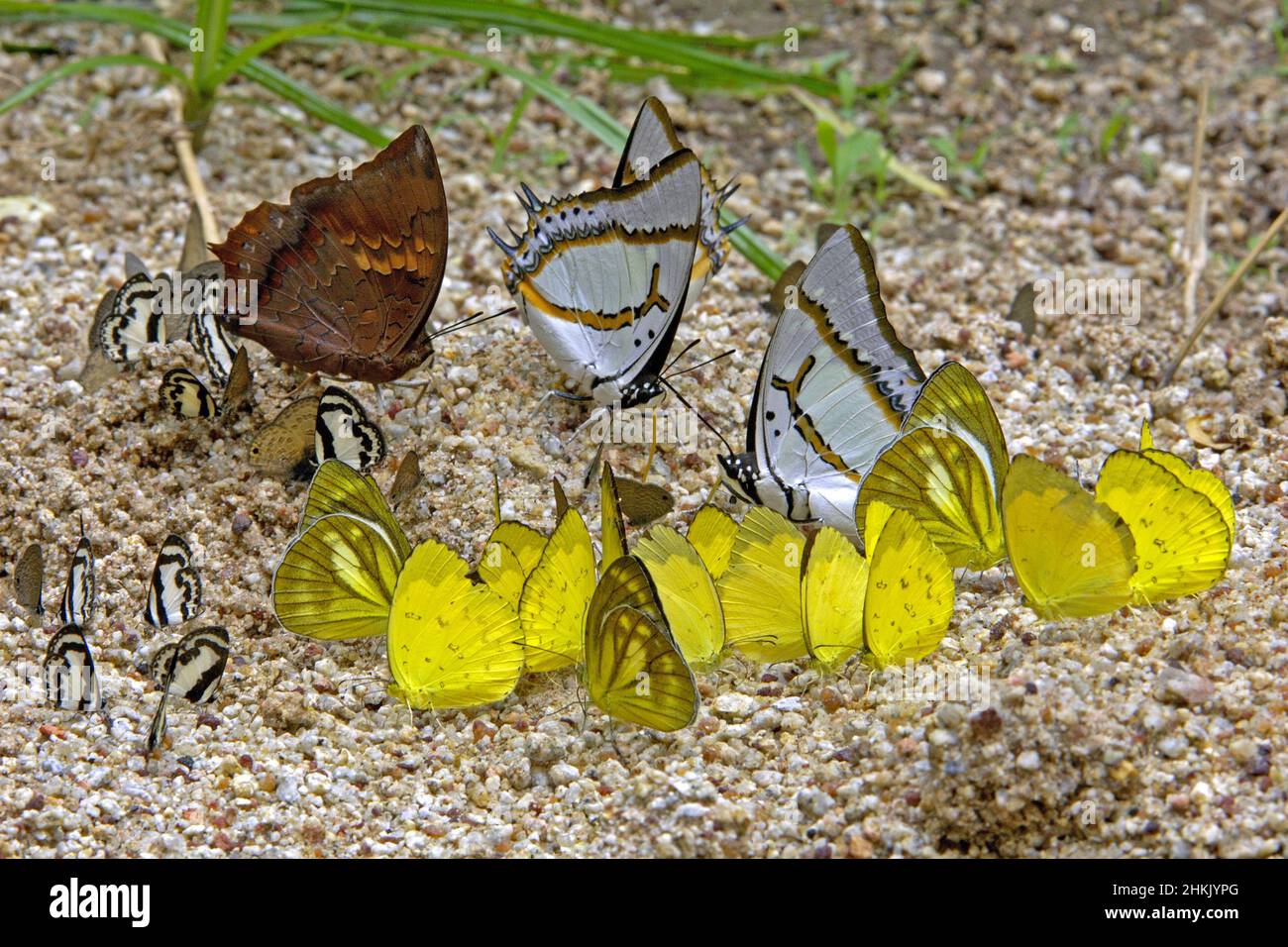 various tropical butterflies together sucking minerals from sandy soil, Thailand, Khao Yai National Park Stock Photo