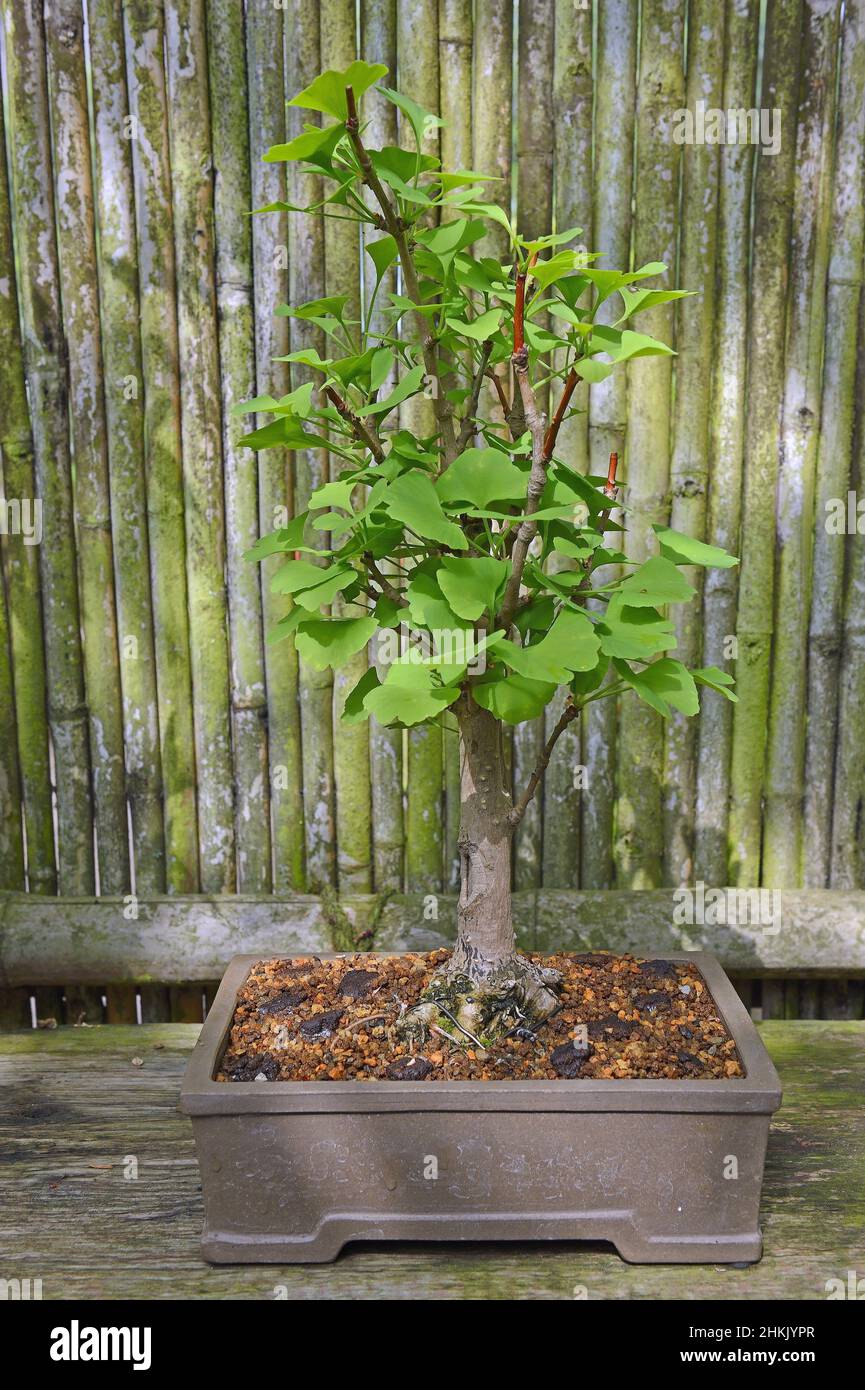 maidenhair tree, Ginkgo Tree, Gingko Tree, Ginko Tree (Ginkgo biloba), Bonsai Stock Photo