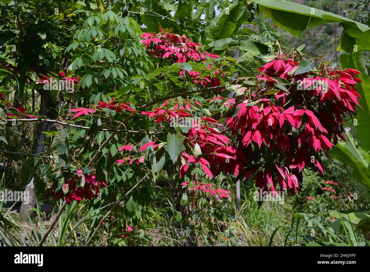 poinsettia (Euphorbia pulcherrima), as bush, Indonesia, Bali Stock Photo