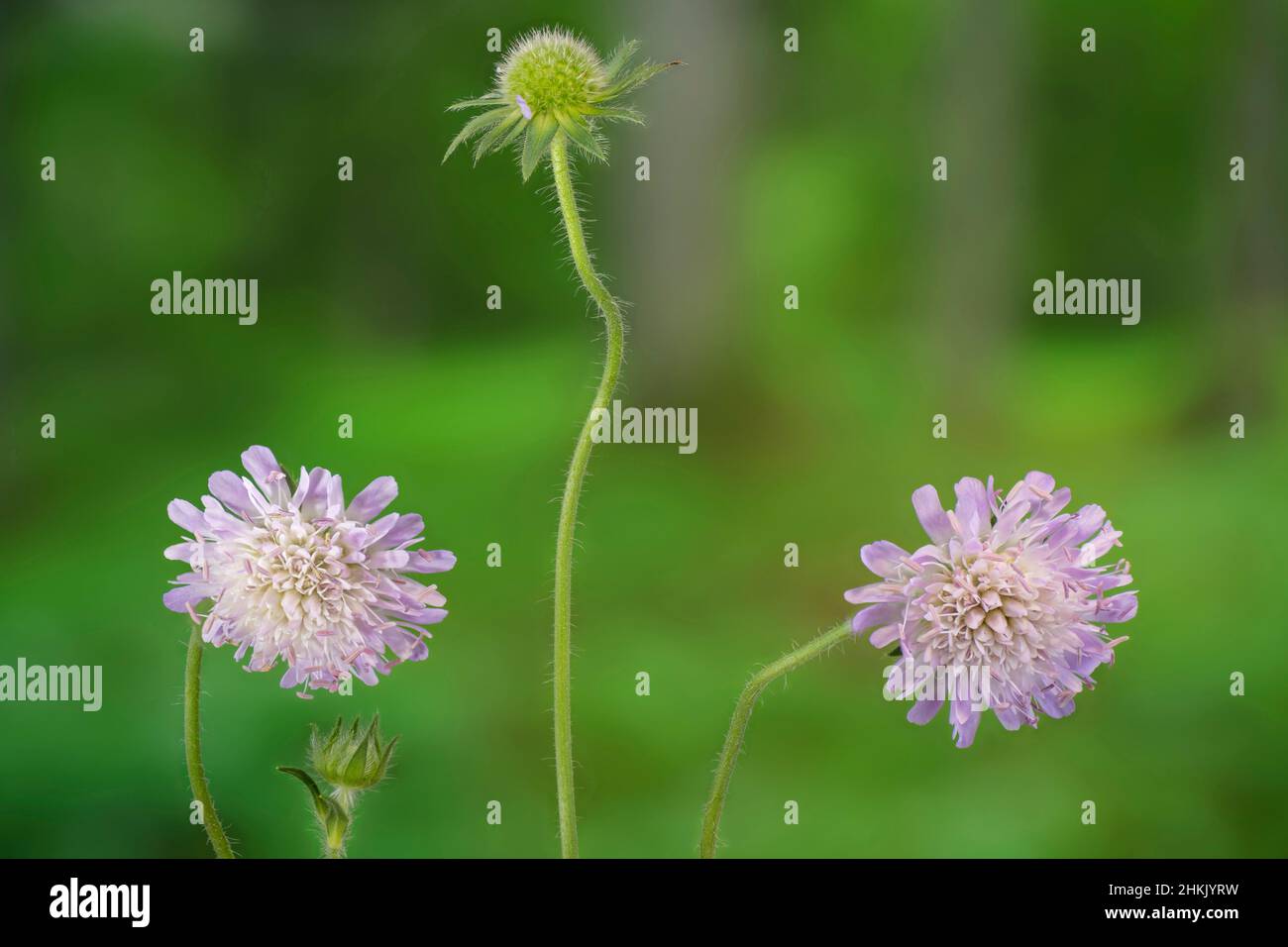 blue button, field scabious (Knautia arvensis), blooming, Germany, Bavaria, Murnauer Moos Stock Photo