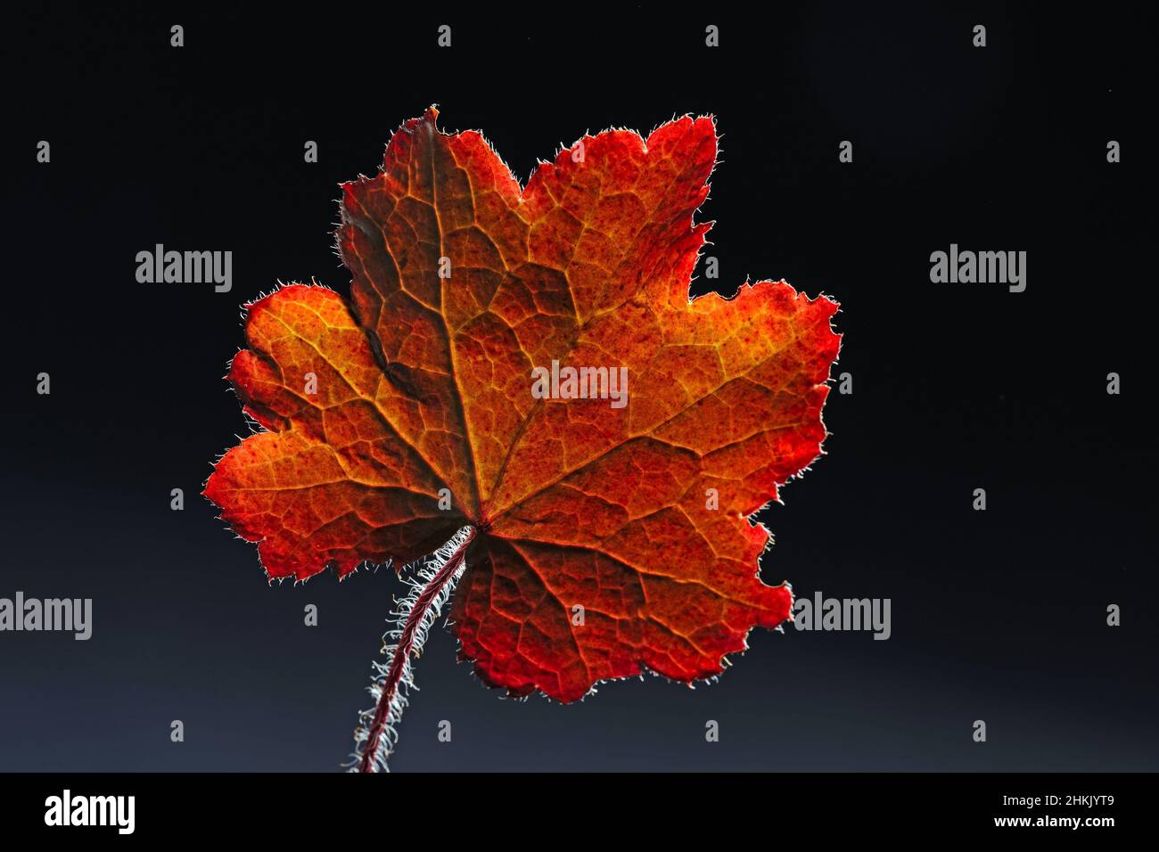 alumroot (Heuchera spec.), leaf in backlight against black background Stock Photo