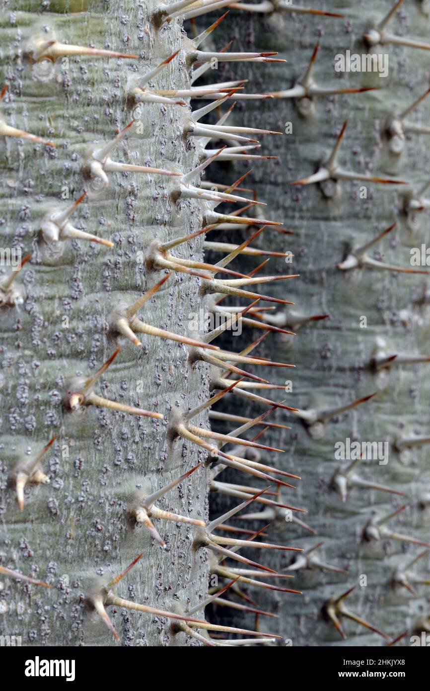 Didierea (Didierea trollii), stem and spikes, Madagascar Stock Photo