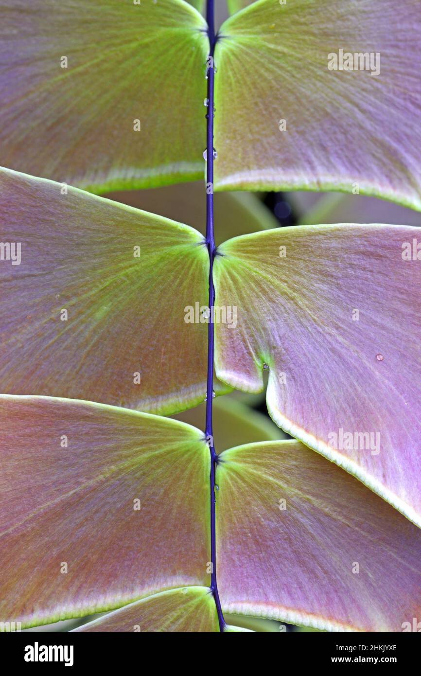 Largeleaf Maidenhair (Adiantum macrophyllum), leafles, detail Stock Photo