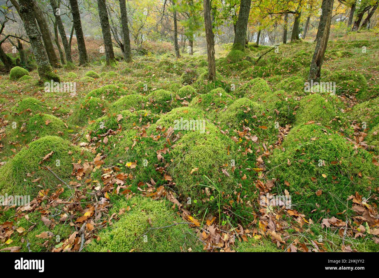 forest in Loch Lomond and the Trossachs National Park, United Kingdom, Scotland, Loch Lomond and The Trossachs National Park Stock Photo