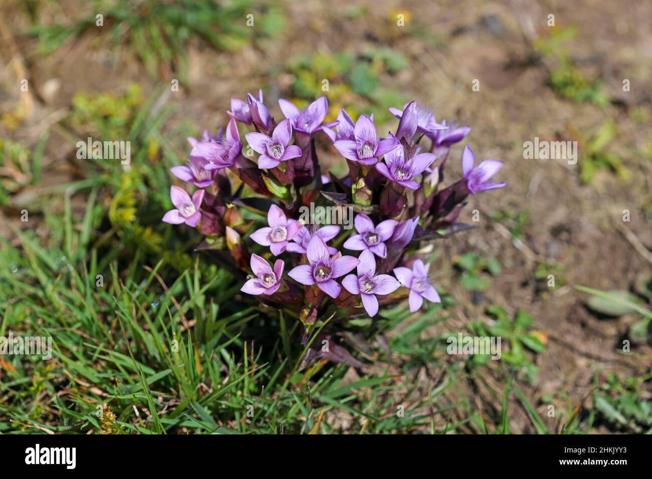 Field gentian (Gentianella campestris, Gentiana campestris), Blooming field gentian in an alpine meadow at the Beatenberg, Switzerland, Bernese Stock Photo