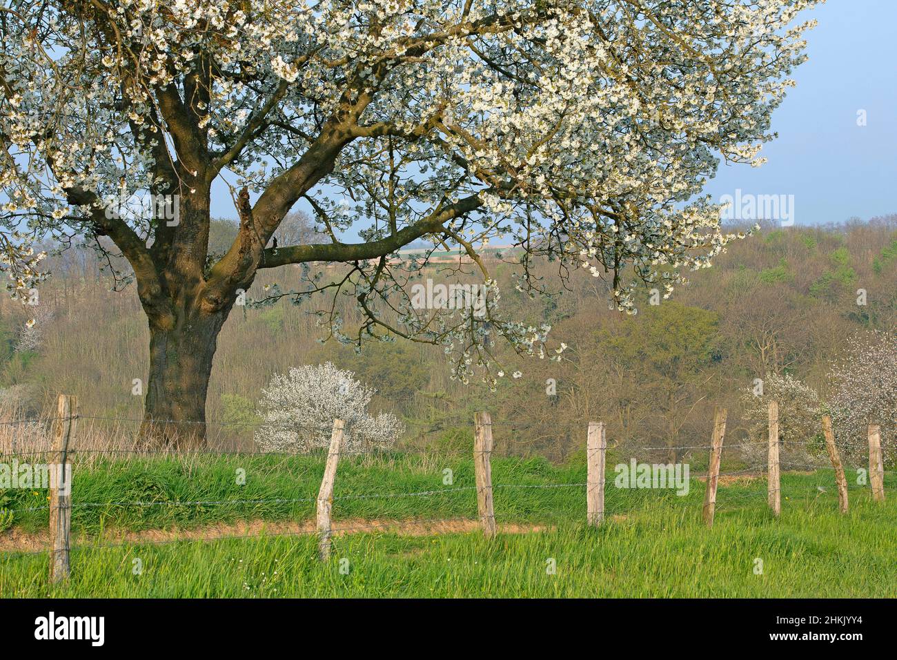 Cherry tree, Sweet cherry (Prunus avium), blooming in springtime in De Voerstreek, Belgium, Limburg, Voeren, Voerstreek Stock Photo