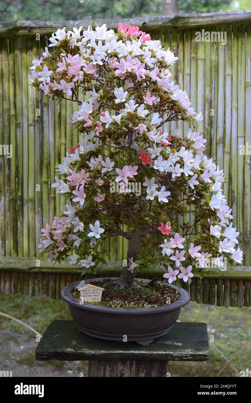 Satsuki azalea (Rhododendron indicum), as bonsai, 1 Stock Photo - Alamy