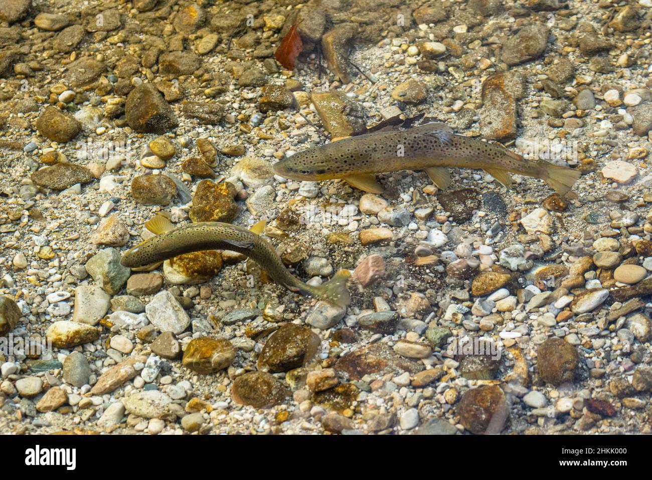 brown trout, river trout, brook trout (Salmo trutta fario), spawning pair, female digging spawning pit, Germany, Bavaria Stock Photo