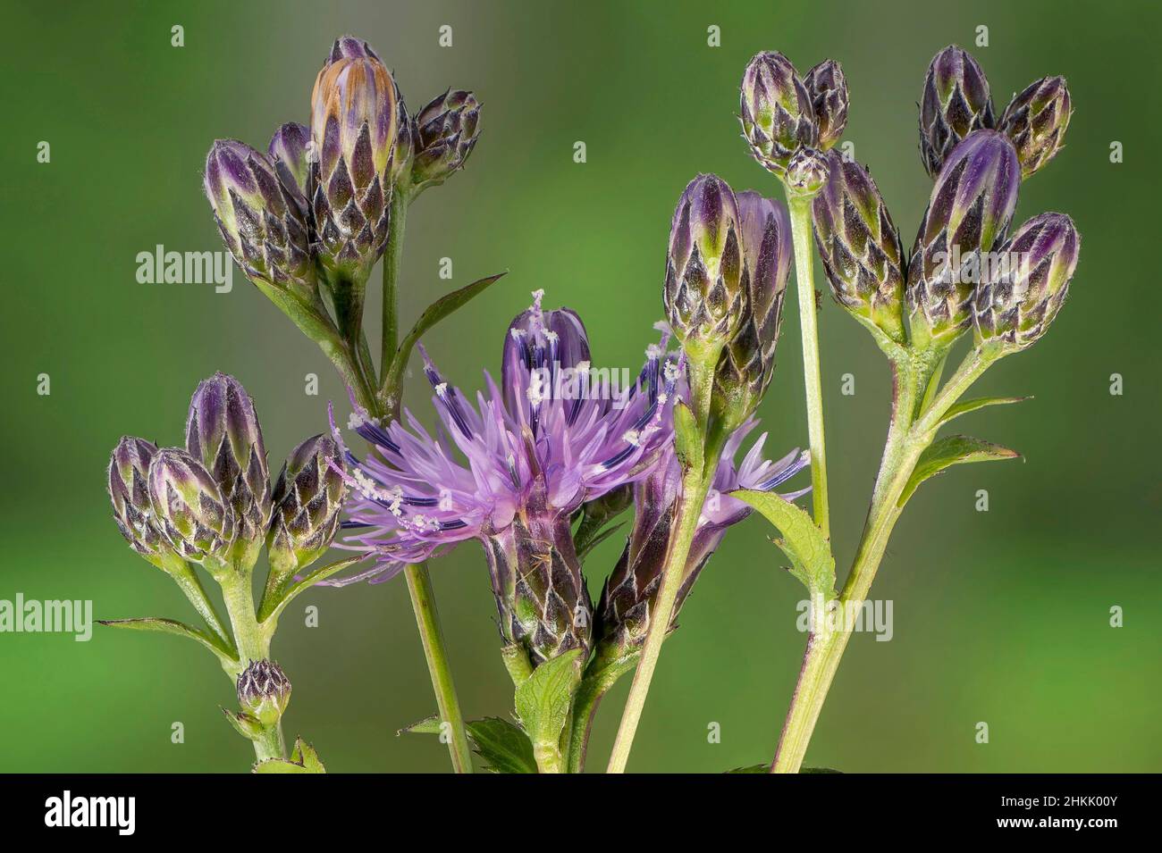 saw-wort (Serratula tinctoria), blooming, Germany, Bavaria, Oberbayern Murnauer Moos Stock Photo