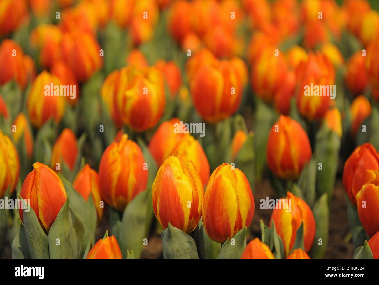 common garden tulip (Tulipa spec.), bicolor tulips in a tulip field Stock Photo