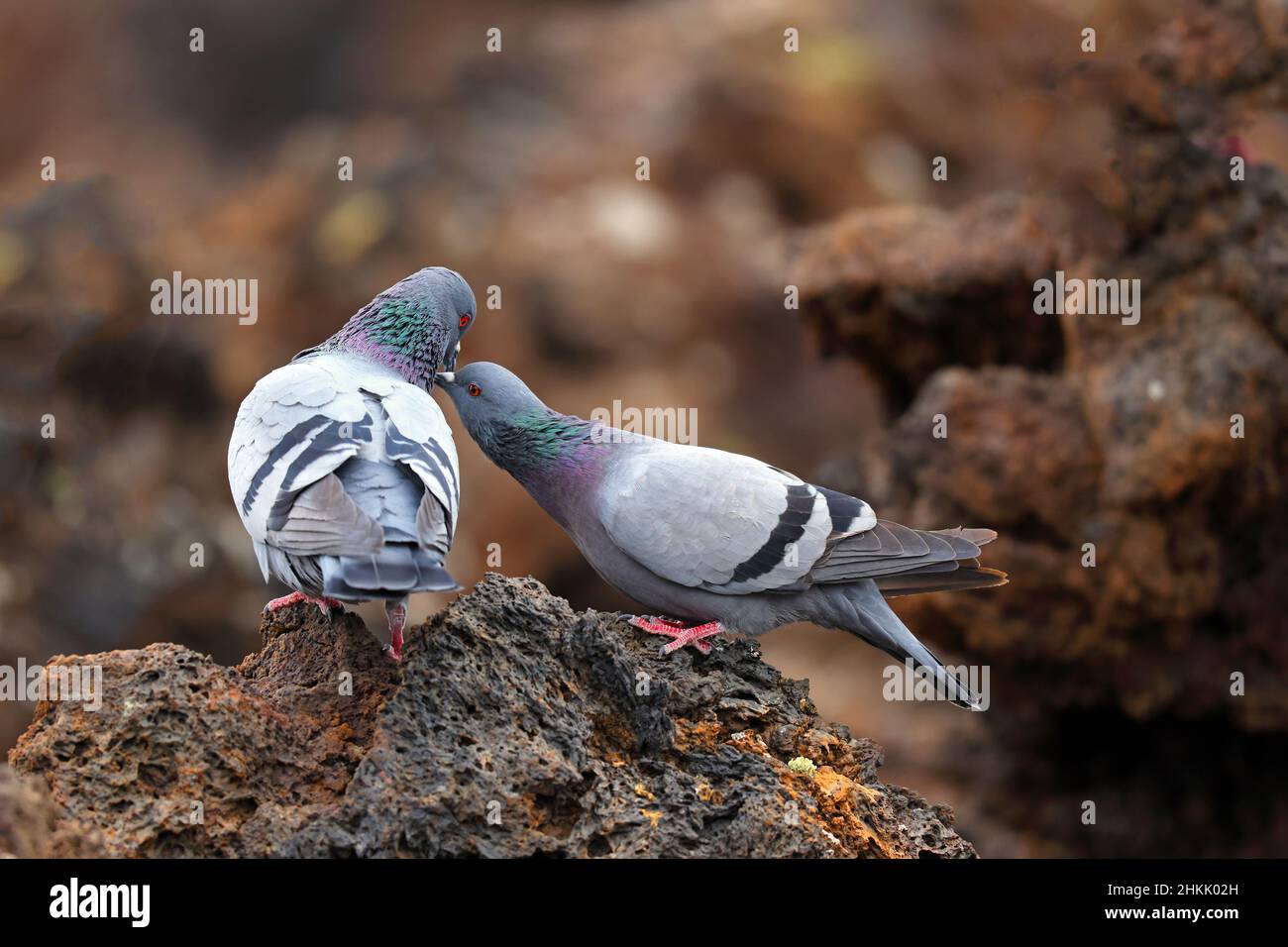 feral rock pigeon (Columba livia), pair perched on lava stones, caring of plumage as part of courting, Canary Islands, Lanzarote, Timanfaya National Stock Photo