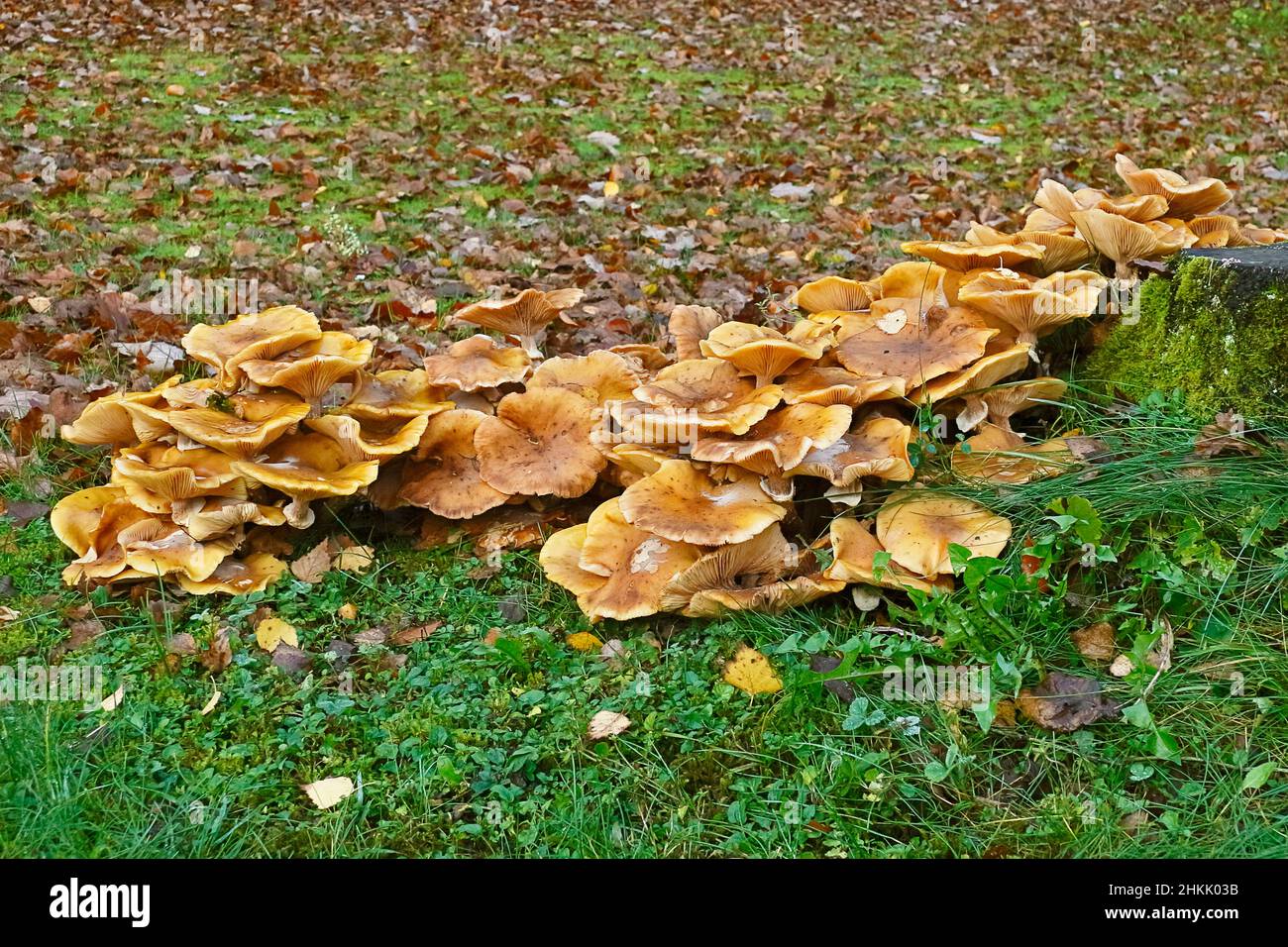 honey fungus (Armillaria mellea), many fruiting bodies at a tree snag, Germany, North Rhine-Westphalia Stock Photo