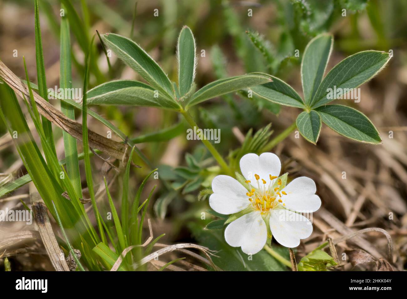 White Cinquefoil (Potentilla alba), flower and leaves, Germany, Bavaria Stock Photo