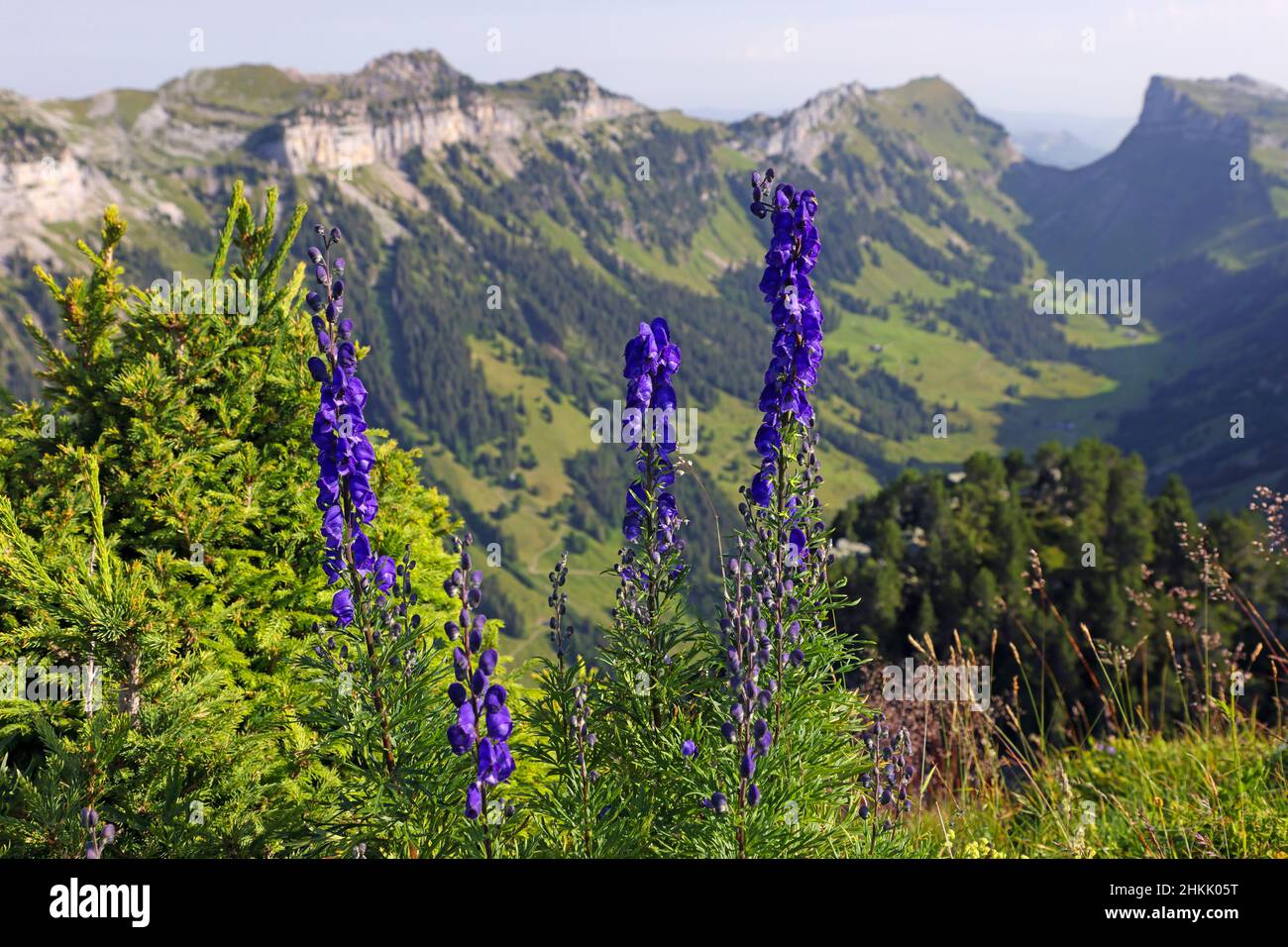 monk's-hood, true monkshood, garden monkshood (Aconitum napellus), blooming at the Niederhorn, Switzerland, Bernese Oberland, Beatenberg Stock Photo