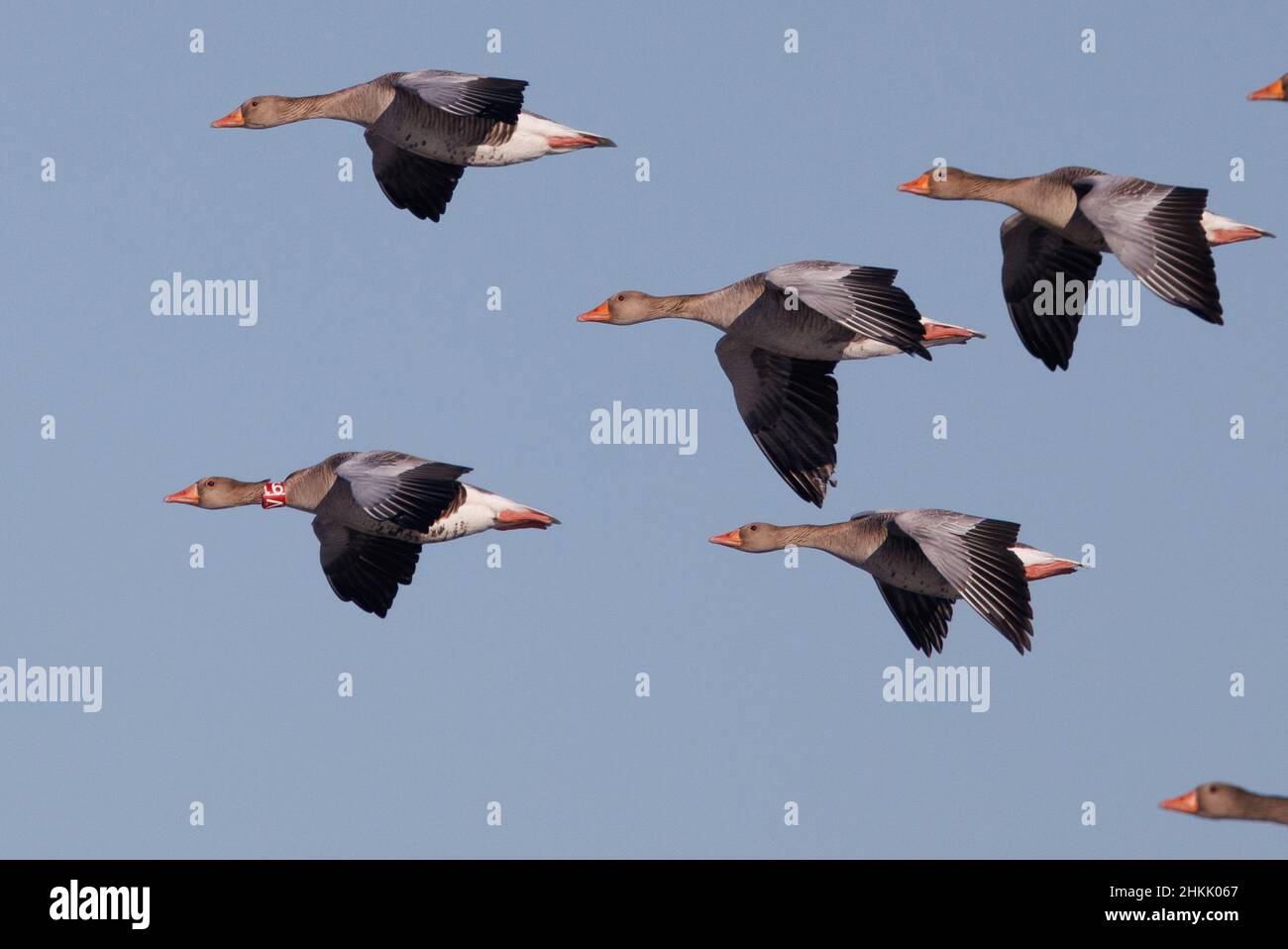 greylag goose (Anser anser), formation flight, one marked goose with red cuff around the neck, Germany, Bavaria Stock Photo