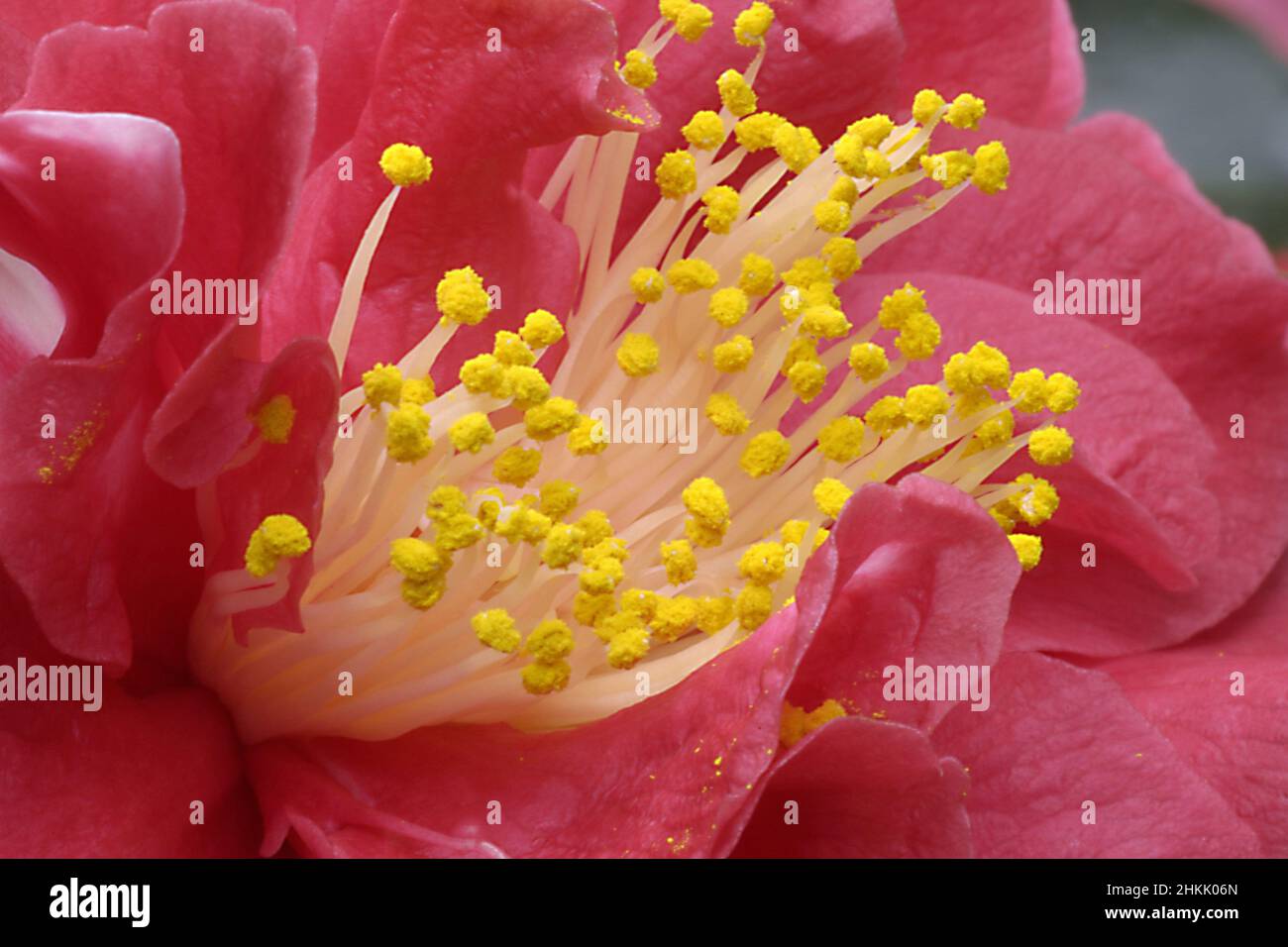 Japanese camellia (Camellia japonica), Detail of a flower Stock Photo