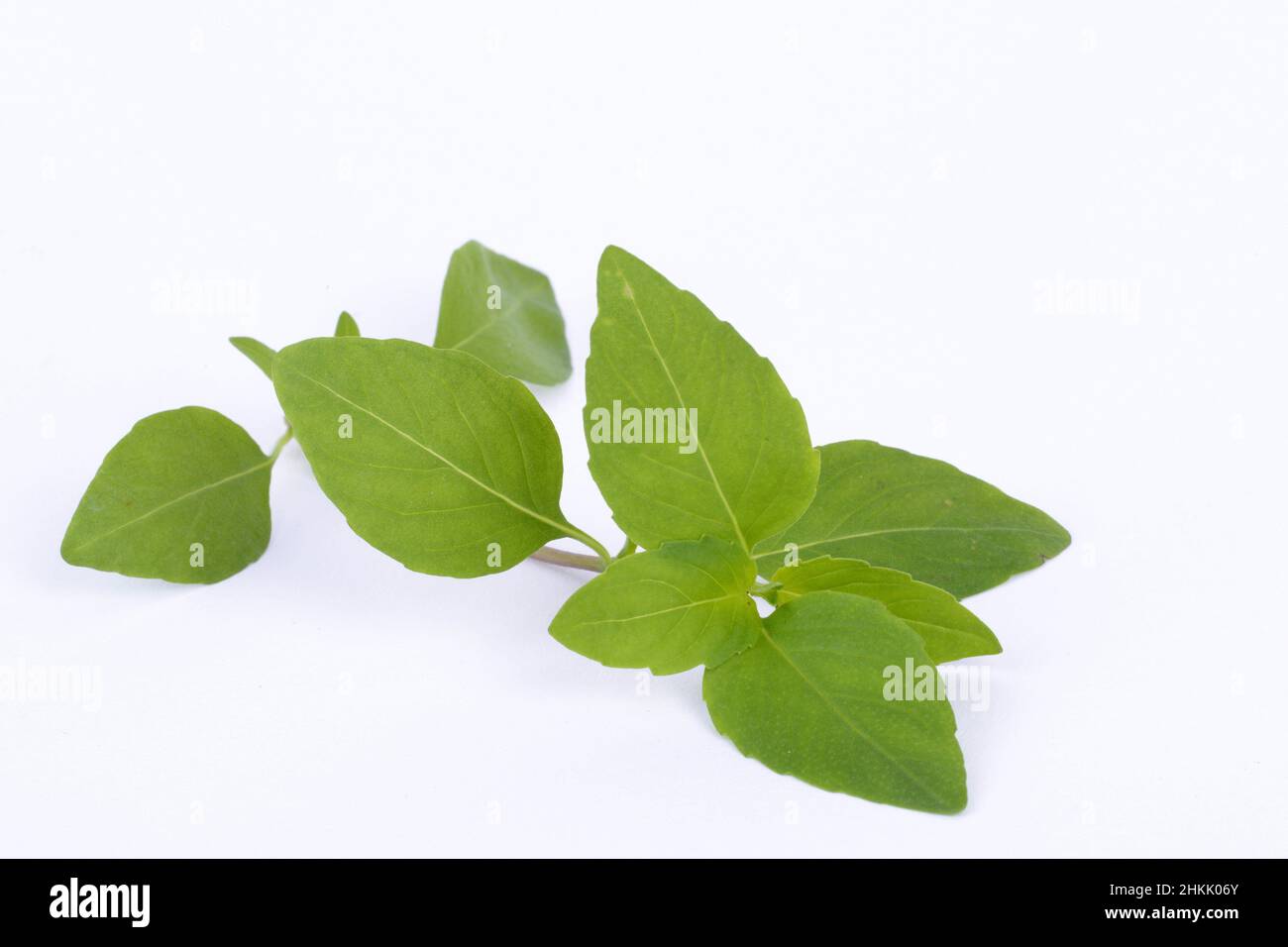 sweet basil (Ocimum basilicum), fresh basil leaves Stock Photo Alamy