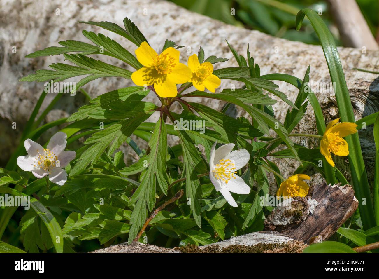 yellow anemone, yellow wood anemone, buttercup anemone (Anemone ranunculoides), together with wood anemone, Anemone nemorosa, Germany, Bavaria Stock Photo