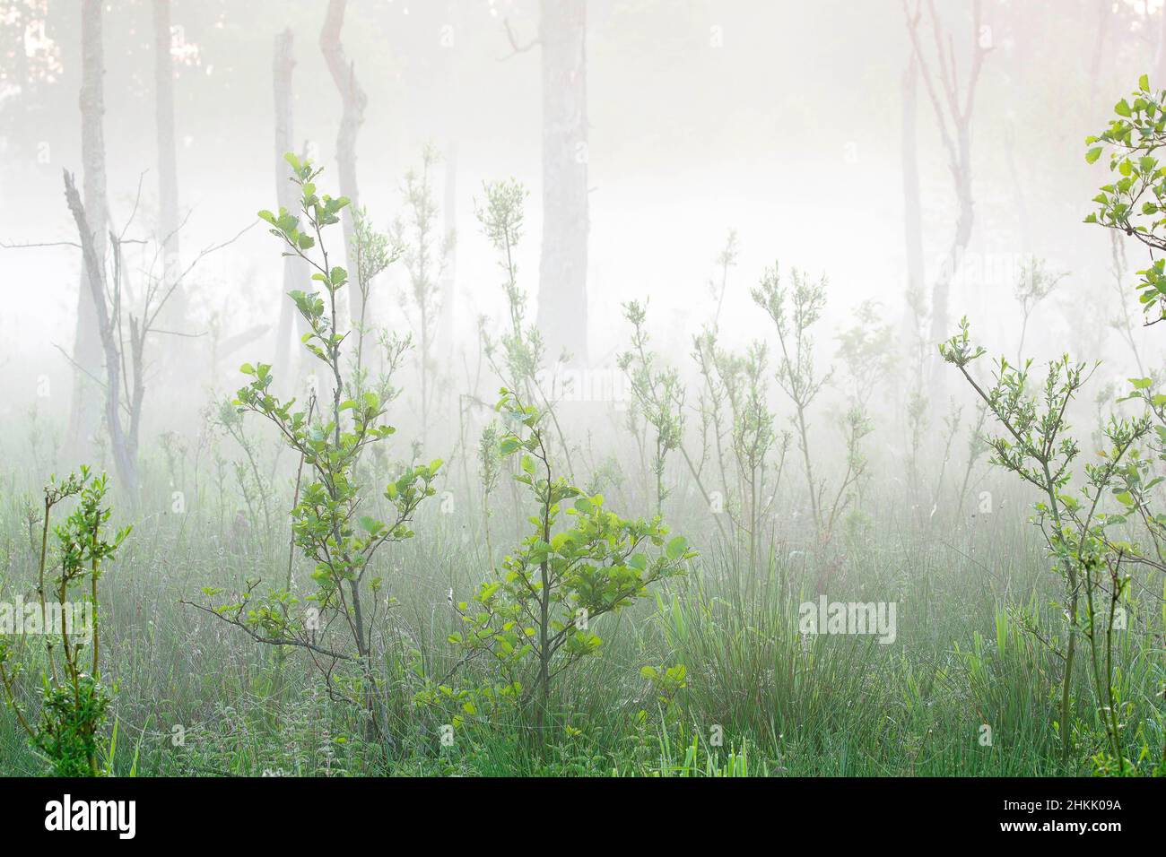 brook forest in Wellemeersen nature reserve, Belgium, East Flanders, Wellemeersen, Aalst Stock Photo