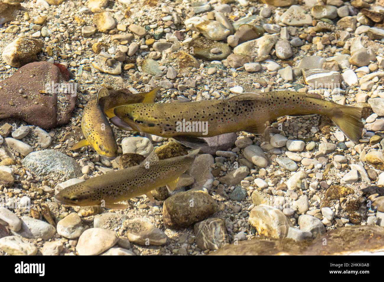 brown trout, river trout, brook trout (Salmo trutta fario), spawning pair, male attacks rival, Germany, Bavaria Stock Photo