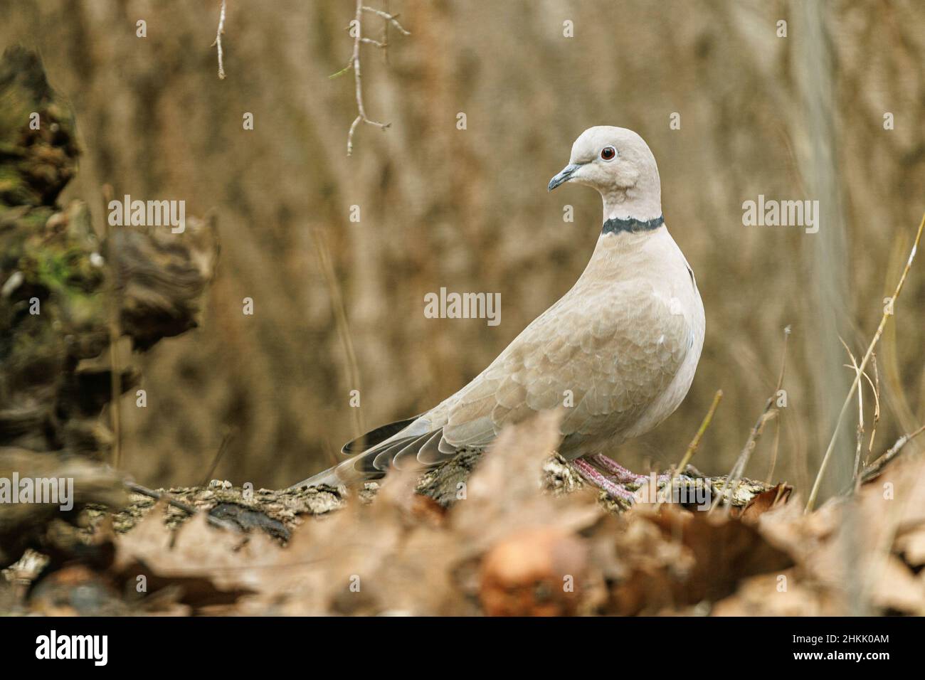 collared dove (Streptopelia decaocto), on the ground with fallen leaves, Germany, Bavaria, Isental Stock Photo