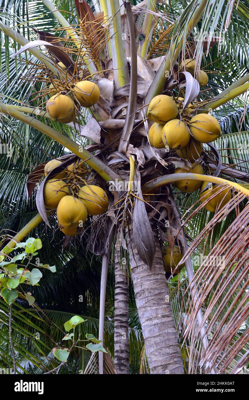coconut palm (Cocos nucifera), coconus on a coconut palm, Indonesia, Bali Stock Photo