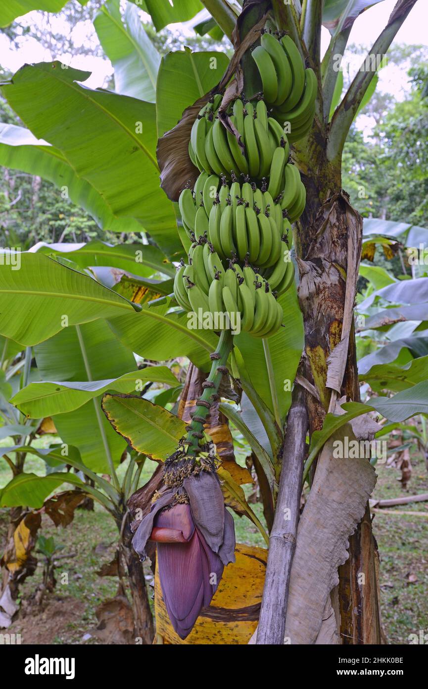 False Banana, Ethiopian Banana, Abyssinian Banana (Ensete ventricosum, Musa ensete), with fruits, Seychelles, Mahe Stock Photo