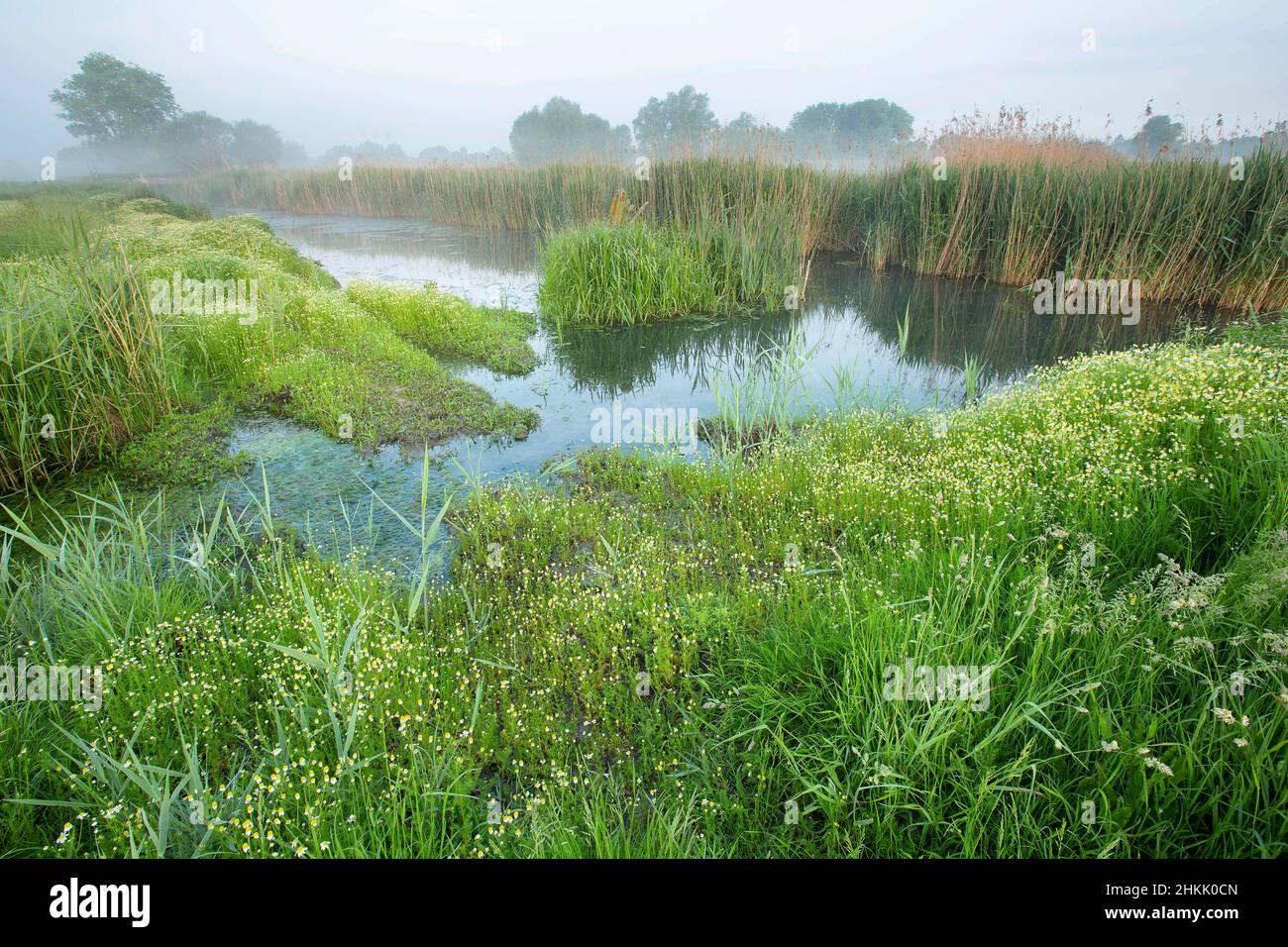 reed grass, common reed (Phragmites communis, Phragmites australis), De Coupure in the Langemeersen in the evening, Belgium, East Flanders, Stock Photo