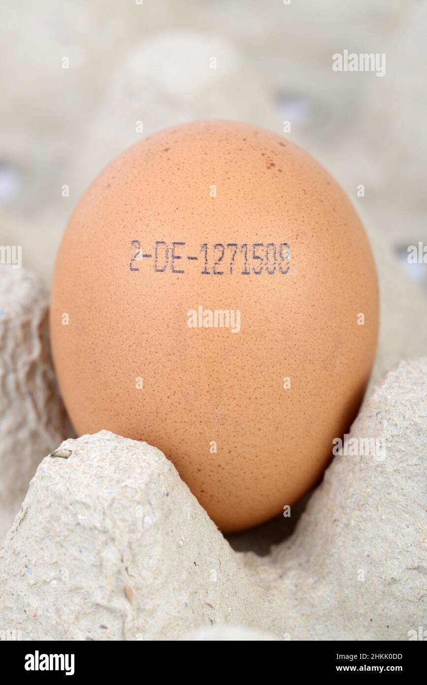 brown chicken egg with imprinted producer code, barn eggs, Germany Stock Photo