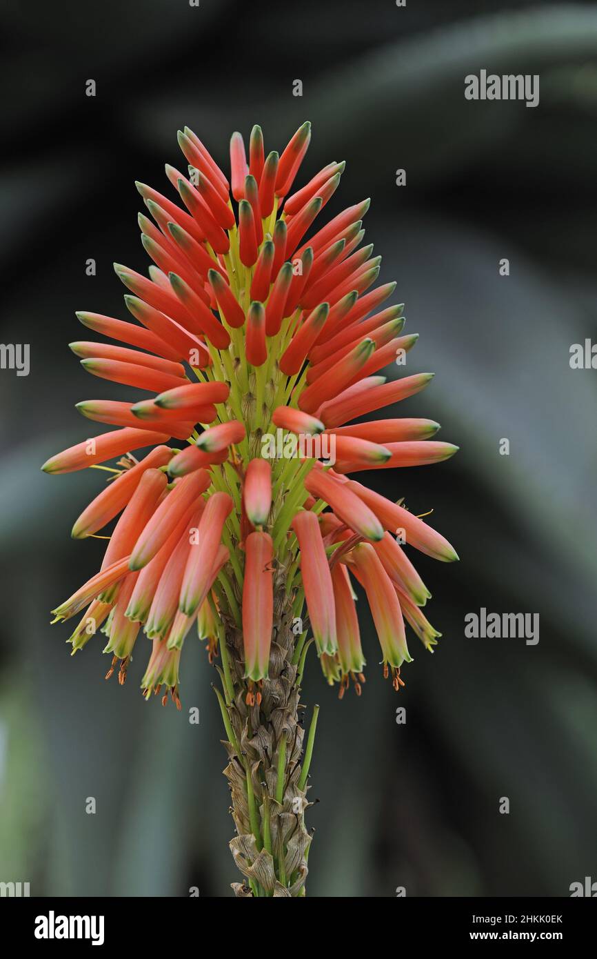 aloe (Aloe arborescens), inflorescence Stock Photo
