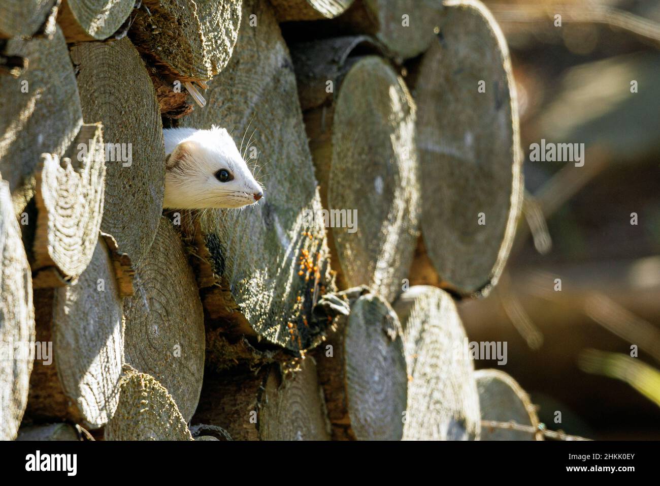 Ermine, Stoat, Short-tailed weasel (Mustela erminea), with winter fur, peering out of a woodpile, Germany, Bavaria Stock Photo