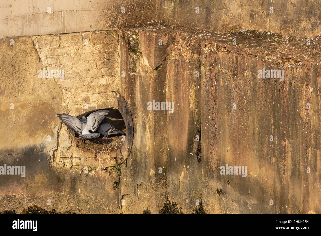 domestic pigeon, feral pigeon (Columba livia f. domestica), pidgeons breed in a disused wastewater pipe, Germany, Bavaria, Mangfallkanal, Bad Aibling Stock Photo