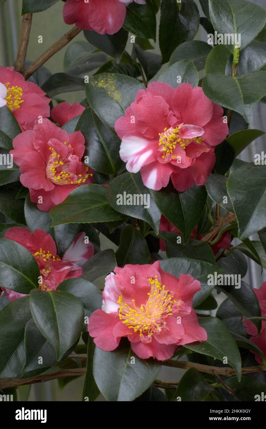 Japanese camellia (Camellia japonica), flowers Stock Photo