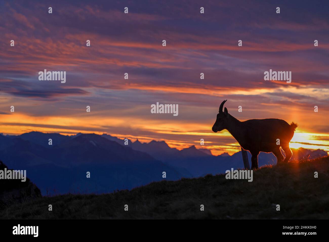 Alpine ibex (Capra ibex, Capra ibex ibex), fawn standing at sunset at a slope side in front of the Stockhorn, Switzerland, Bernese Oberland, Stock Photo