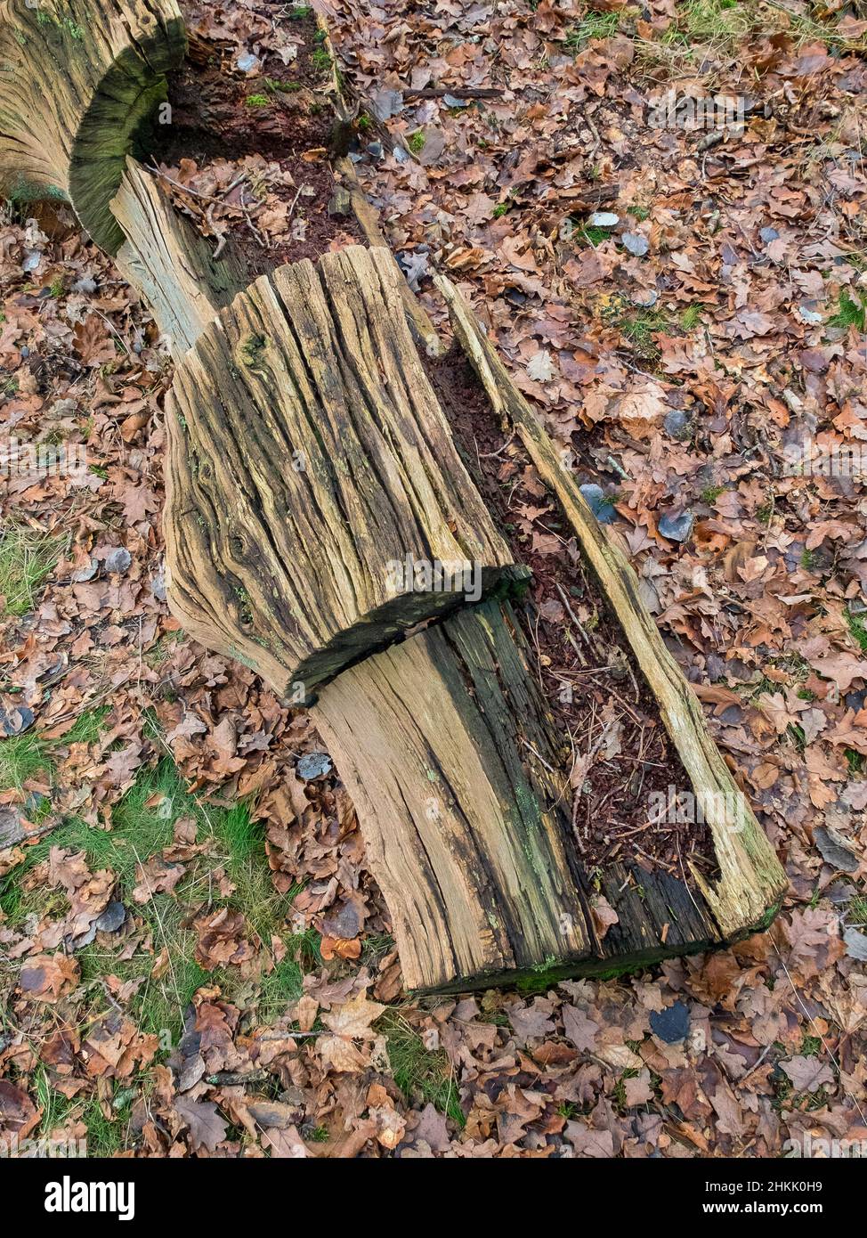 rotten log on forest floor, Germany, Lower Saxony Stock Photo