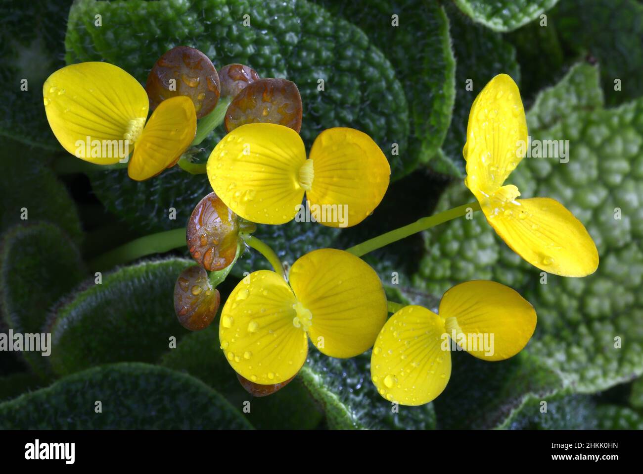 Begonia (Begonia microsperma, Begonia ficicola), flowers Stock Photo