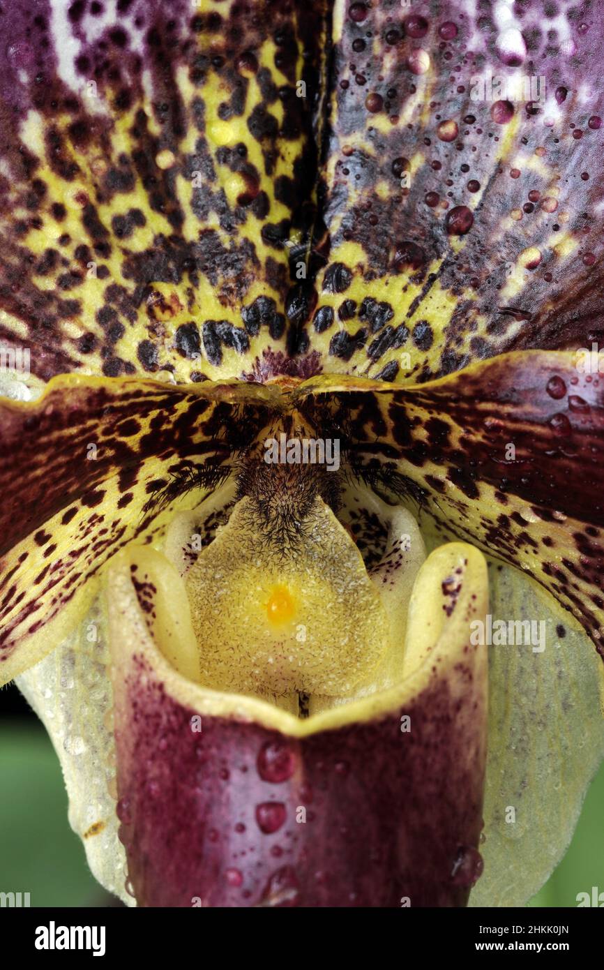 slipper orchid hybrid (Paphiopedilum spec.), Detail of a flower Stock Photo