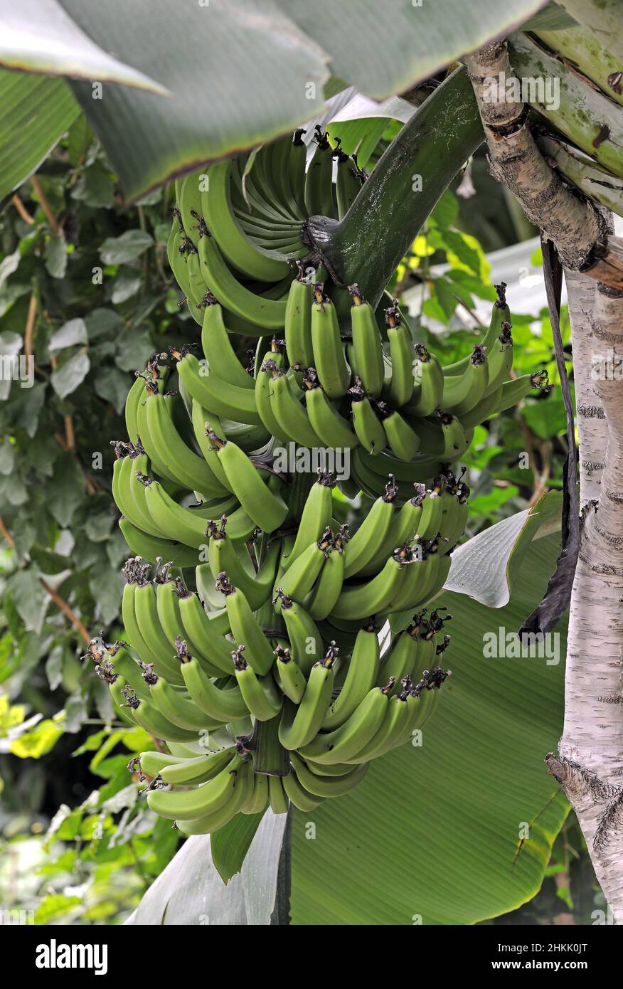 banana (Musa paradisiaca, Musa x paradisiaca), young bananas on a banana plant Stock Photo