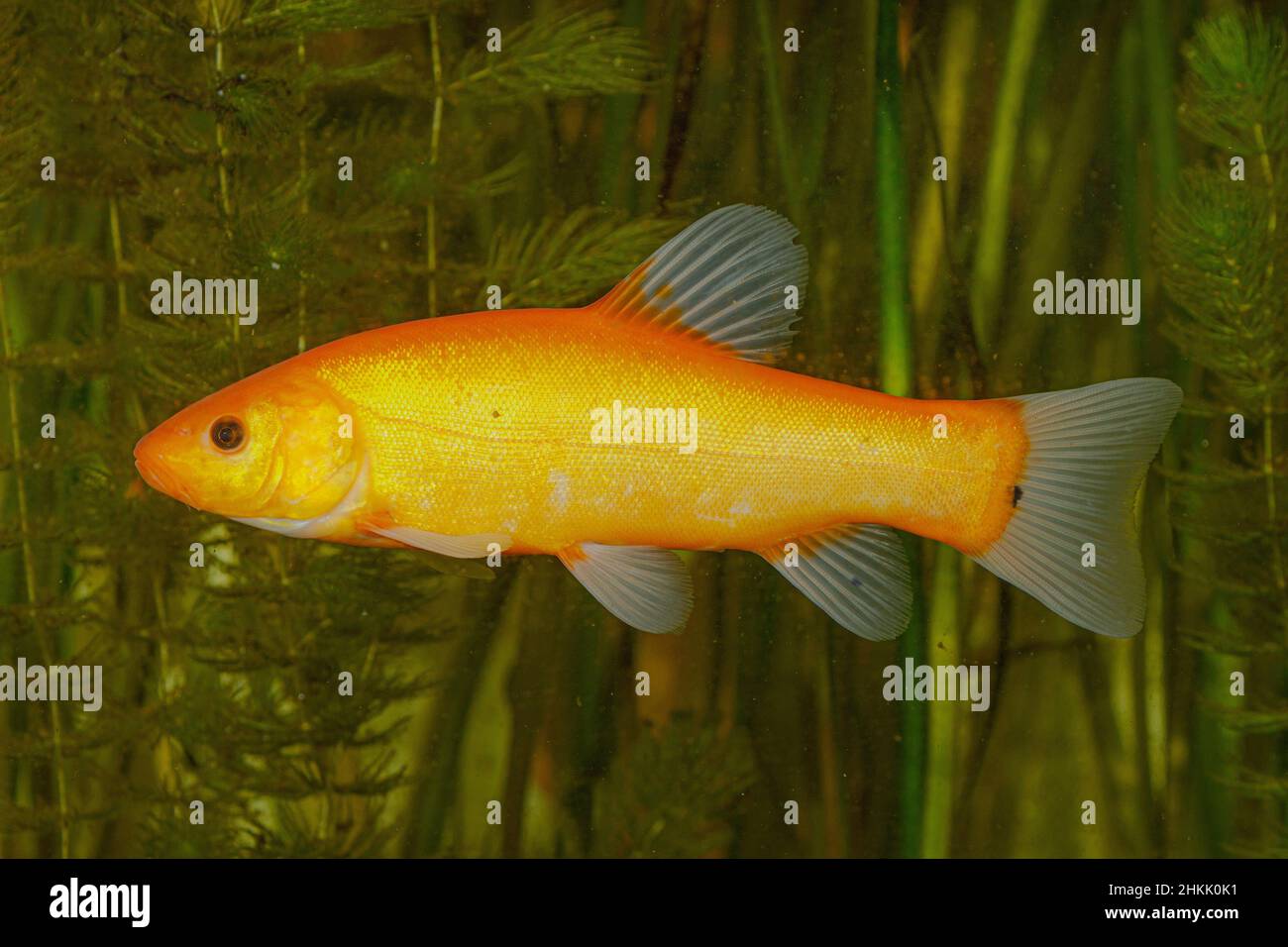 tench (Tinca tinca), orange colour morph, female, Germany Stock Photo