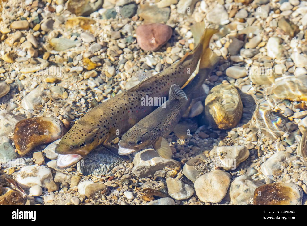 brown trout, river trout, brook trout (Salmo trutta fario), spawning pair, female laying eggs, Germany, Bavaria Stock Photo