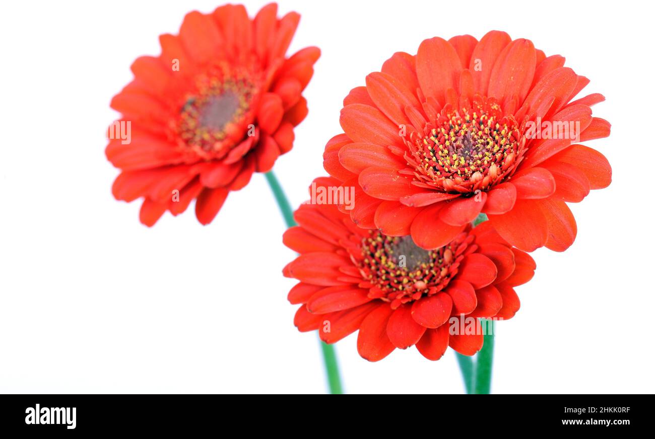 Barebeton Daisy, Gerbera, Transvaal Daisy, Gerbera Daisy (Gerbera jamesonii), Barebeton Daisy flowers, cut-out Stock Photo