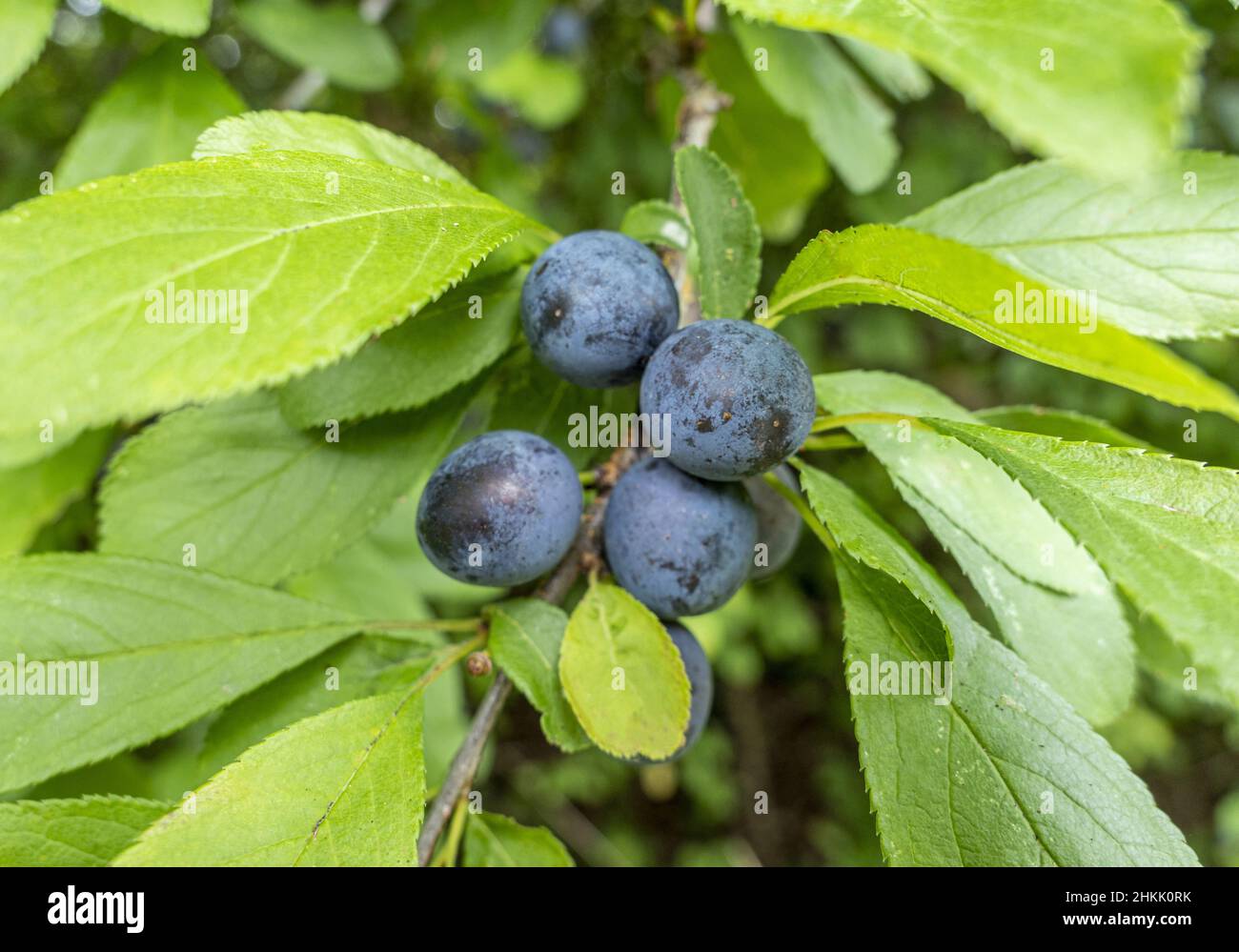 blackthorn, sloe (Prunus spinosa), leaves and fruits, Germany, Bavaria Stock Photo